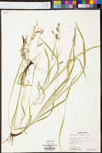 Carex davisii image