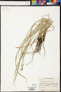 Carex davisii image