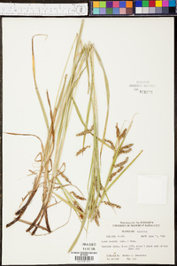 Carex davisii image