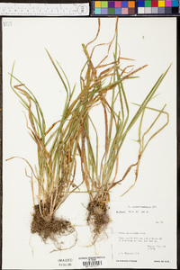 Carex cumberlandensis image