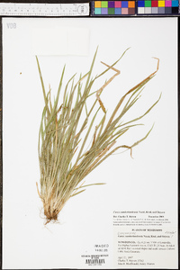 Carex cumberlandensis image