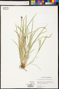 Carex cumberlandensis image