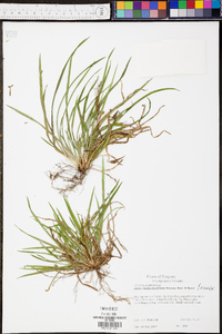 Carex cumberlandensis image