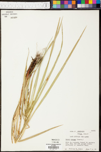 Carex comosa image