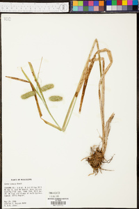 Carex comosa image