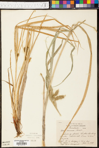 Carex comosa image