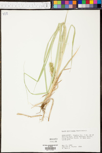 Carex crus-corvi image