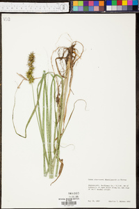 Carex crus-corvi image