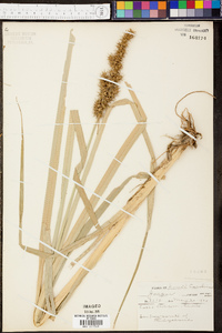 Carex crus-corvi image