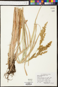 Carex crus-corvi image