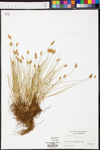 Carex crawfordii image