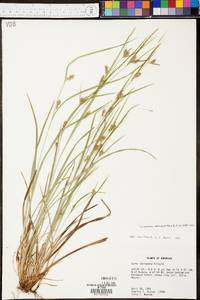 Carex corrugata image