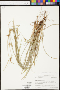 Carex corrugata image