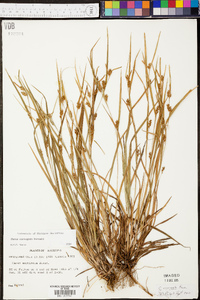 Carex corrugata image