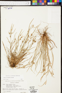 Carex corrugata image