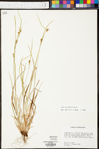 Carex corrugata image