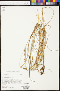 Carex corrugata image