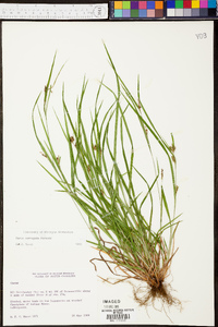 Carex corrugata image