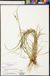 Carex corrugata image