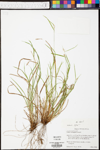 Carex corrugata image