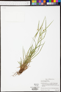 Carex corrugata image