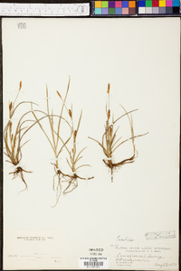 Carex crawei image