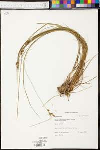 Carex complanata image