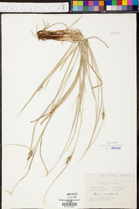 Carex complanata image