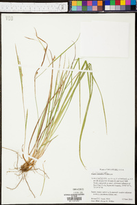 Carex conoidea image