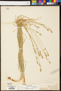 Carex convoluta image