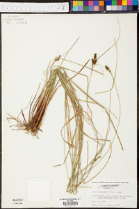 Carex complanata image