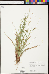 Carex complanata image