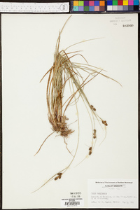 Carex complanata image