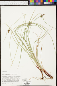 Carex complanata image