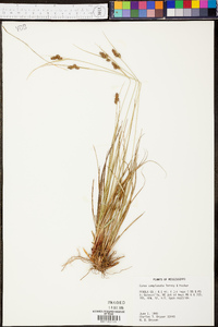 Carex complanata image