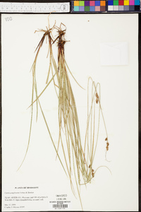 Carex complanata image