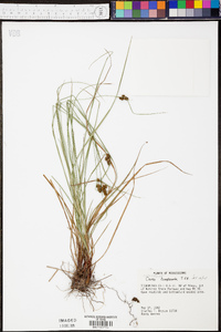 Carex complanata image