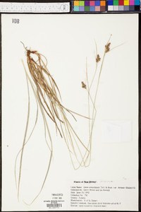 Carex complanata image