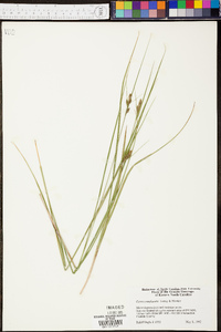 Carex complanata image