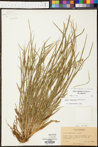 Carex digitalis var. digitalis image