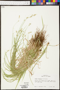 Carex deweyana image