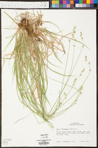 Carex deweyana image