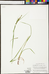 Carex debilis var. rudgei image