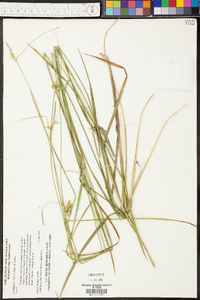 Carex elliottii image