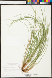 Carex edwardsiana image