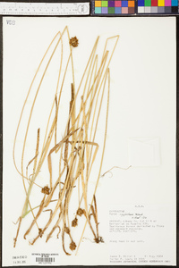 Carex egglestonii image