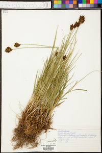 Carex ebenea image