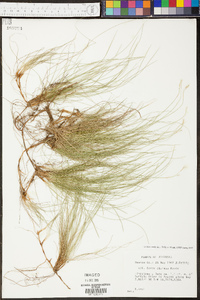 Carex eburnea image