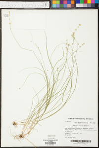 Carex disperma image