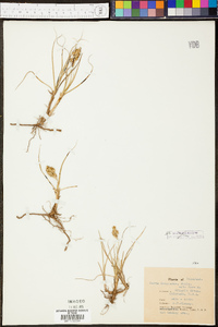 Carex douglasii image